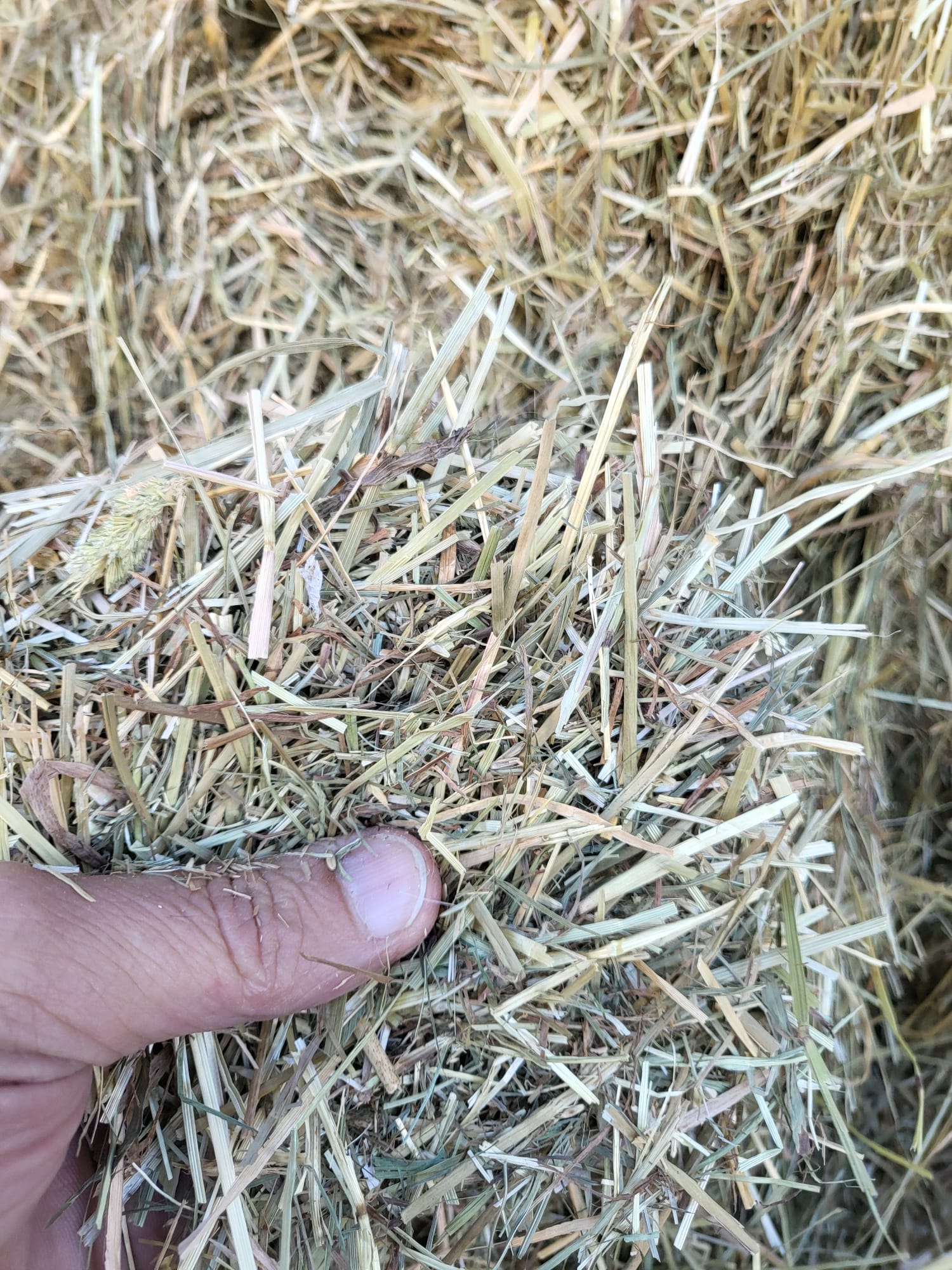 Calidad heno de pradera